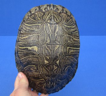 8-7/8 by 6-3/4 inches Red Eared Slider Turtle Shell for $24.99