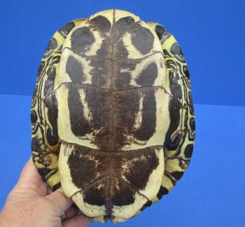 8-7/8 by 6-3/4 inches Red Eared Slider Turtle Shell for $24.99