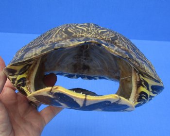 8-7/8 by 6-3/4 inches Red Eared Slider Turtle Shell for $24.99