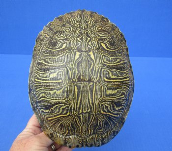8-1/4 by 6-1/2 inches Red Eared Slider Turtle Shell for $24.99
