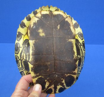8-1/4 by 6-1/2 inches Red Eared Slider Turtle Shell for $24.99