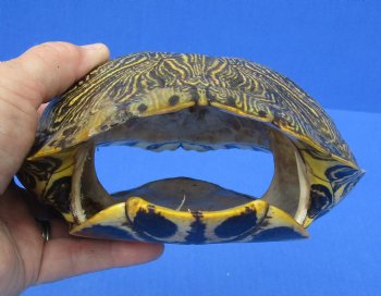 8-1/4 by 6-1/2 inches Red Eared Slider Turtle Shell for $24.99