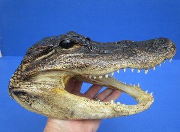 For Sale 9-1/4 inches Real  Alligator Head for $24.99