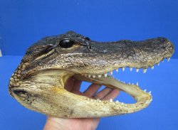 For Sale 9-1/4 inches Real  Alligator Head for $24.99