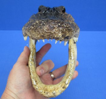 For Sale 9-1/4 inches Real  Alligator Head for $24.99