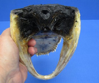 For Sale 9-1/4 inches Real  Alligator Head for $24.99