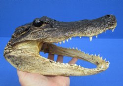 9 inches Real  Alligator Head, Buy this one for $24.99