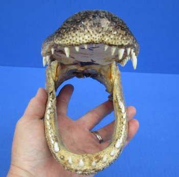 9 inches Real  Alligator Head, Buy this one for $24.99