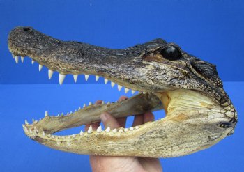 9 inches Real  Alligator Head, Buy this one for $24.99