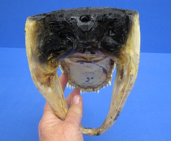 9 inches Real  Alligator Head, Buy this one for $24.99