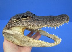 9-1/4 inches Real  Alligator Head for $24.99