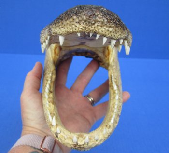 9-1/4 inches Real  Alligator Head for $24.99