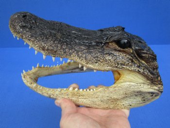 9-1/4 inches Real  Alligator Head for $24.99