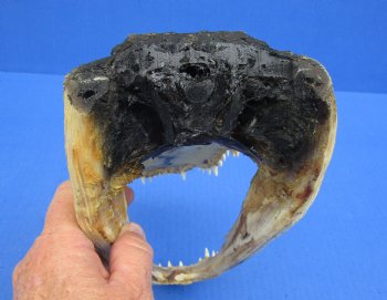 9-1/4 inches Real  Alligator Head for $24.99