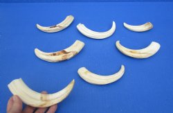 1-1/2 pound (7 piec...