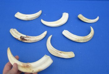 1-1/2 pound (7 pieces) of Warthog Tusks, 5-1/2 to 8-1/2 inches - Buy these for $94.99