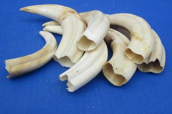 1-1/2 pound (7 pieces) of Warthog Tusks, 5-1/2 to 8-1/2 inches - Buy these for $94.99