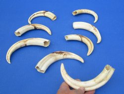 1-1/2 pound (8 pieces) of Warthog Tusks, 7 to 8-3/4 inches - Buy these for $94.99