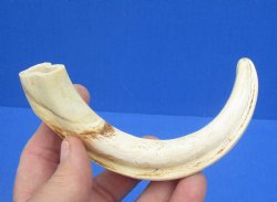7-5/8 inches African Warthog Tusk, <font color=red> 6-1/2 inches Solid </font> for $19.99