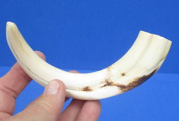 7-5/8 inches African Warthog Tusk, <font color=red> 6-1/2 inches Solid </font> for $19.99