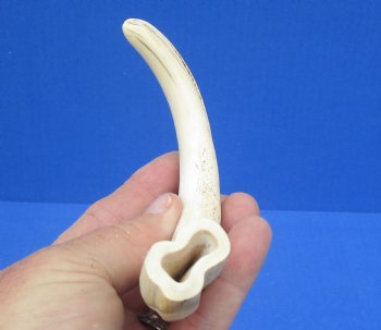 7-5/8 inches African Warthog Tusk, <font color=red> 6-1/2 inches Solid </font> for $19.99