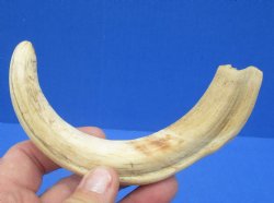 7-3/4 inches African Warthog Tusk, <font color=red> 6-1/2 inches Solid </font> for $19.99