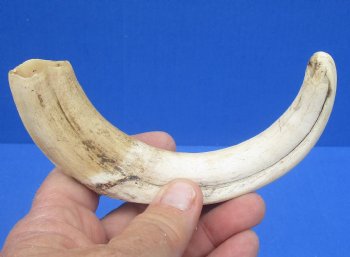 7-3/4 inches African Warthog Tusk, <font color=red> 6-1/2 inches Solid </font> for $19.99
