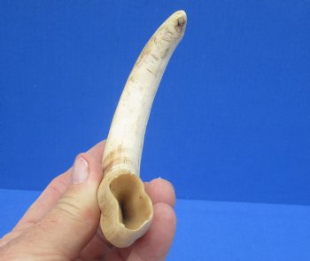 7-3/4 inches African Warthog Tusk, <font color=red> 6-1/2 inches Solid </font> for $19.99
