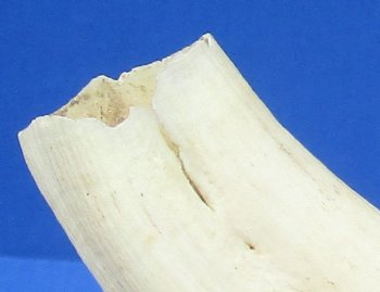 7-3/8 inches African Warthog Tusk, <font color=red> 6 inches Solid </font> for $19.99
