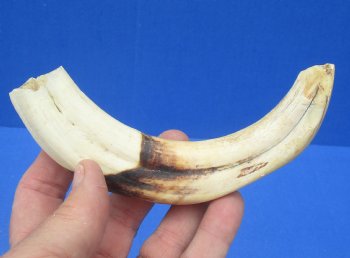 7-3/8 inches African Warthog Tusk, <font color=red> 6 inches Solid </font> for $19.99