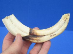 7-3/8 inches African Warthog Tusk, <font color=red> 6 inches Solid </font> for $19.99
