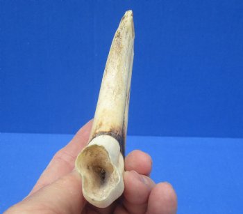 7-3/8 inches African Warthog Tusk, <font color=red> 6 inches Solid </font> for $19.99