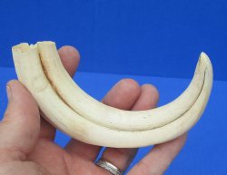 7-3/4 inches African Warthog Tusk, <font color=red> 6 inches Solid </font> for $19.99