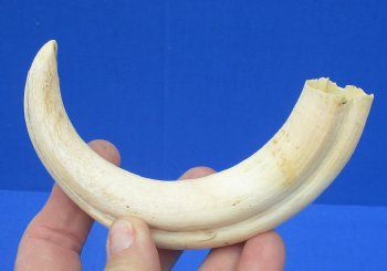 7-3/4 inches African Warthog Tusk, <font color=red> 6 inches Solid </font> for $19.99