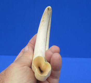 7-3/4 inches African Warthog Tusk, <font color=red> 6 inches Solid </font> for $19.99