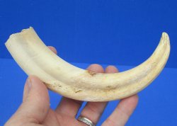 8-1/4 inches African Warthog Tusk, <font color=red> 5 inches Solid </font> for $34.99