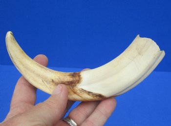 8-1/4 inches African Warthog Tusk, <font color=red> 5 inches Solid </font> for $34.99