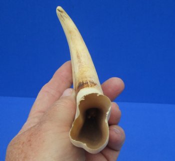 8-1/4 inches African Warthog Tusk, <font color=red> 5 inches Solid </font> for $34.99