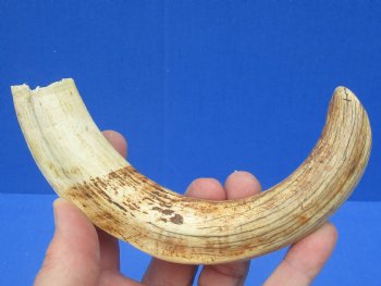8-7/8 inches African Warthog Tusk, <font color=red> 7-1/2 inches Solid </font> for $34.99