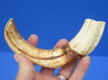 8-7/8 inches African Warthog Tusk, <font color=red> 7-1/2 inches Solid </font> for $34.99