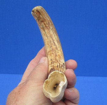 8-7/8 inches African Warthog Tusk, <font color=red> 7-1/2 inches Solid </font> for $34.99