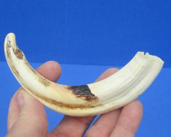 6-1/2 inches African Warthog Tusk, <font color=red> 5-1/4 inches Solid </font> for $14.99