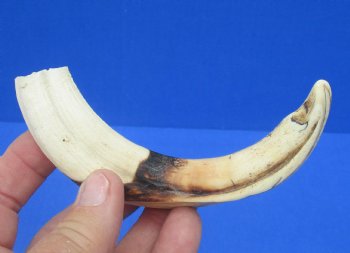 6-1/2 inches African Warthog Tusk, <font color=red> 5-1/4 inches Solid </font> for $14.99