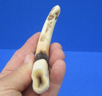 6-1/2 inches African Warthog Tusk, <font color=red> 5-1/4 inches Solid </font> for $14.99