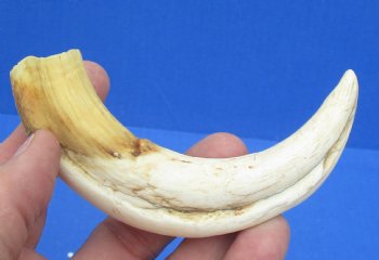 6-1/4 inches African Warthog Tusk, <font color=red> 4-1/2 inches Solid </font> for $14.99