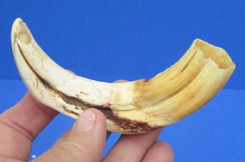 6-1/4 inches African Warthog Tusk, <font color=red> 4-1/2 inches Solid </font> for $14.99