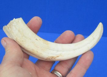 6-5/8 inches African Warthog Tusk, <font color=red> 3-1/4 inches Solid </font> for $14.99