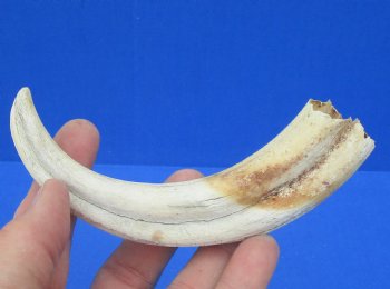 6-5/8 inches African Warthog Tusk, <font color=red> 3-1/4 inches Solid </font> for $14.99