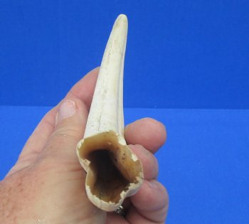 6-5/8 inches African Warthog Tusk, <font color=red> 3-1/4 inches Solid </font> for $14.99