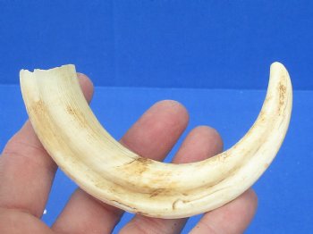 6-1/2 inches African Warthog Tusk, <font color=red> 4-3/4 inches Solid </font> for $14.99